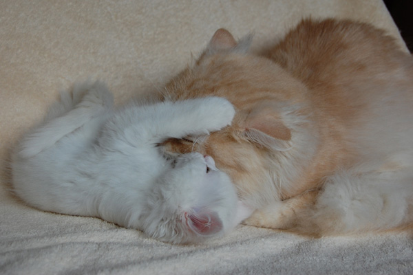 Taris und Ravell beim kämpfen.jpg